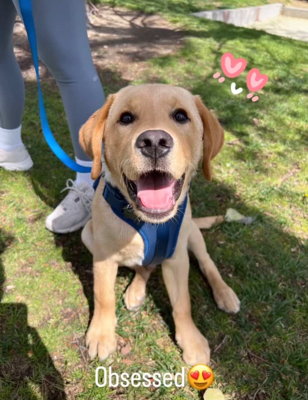 Past R&J Labrador puppy