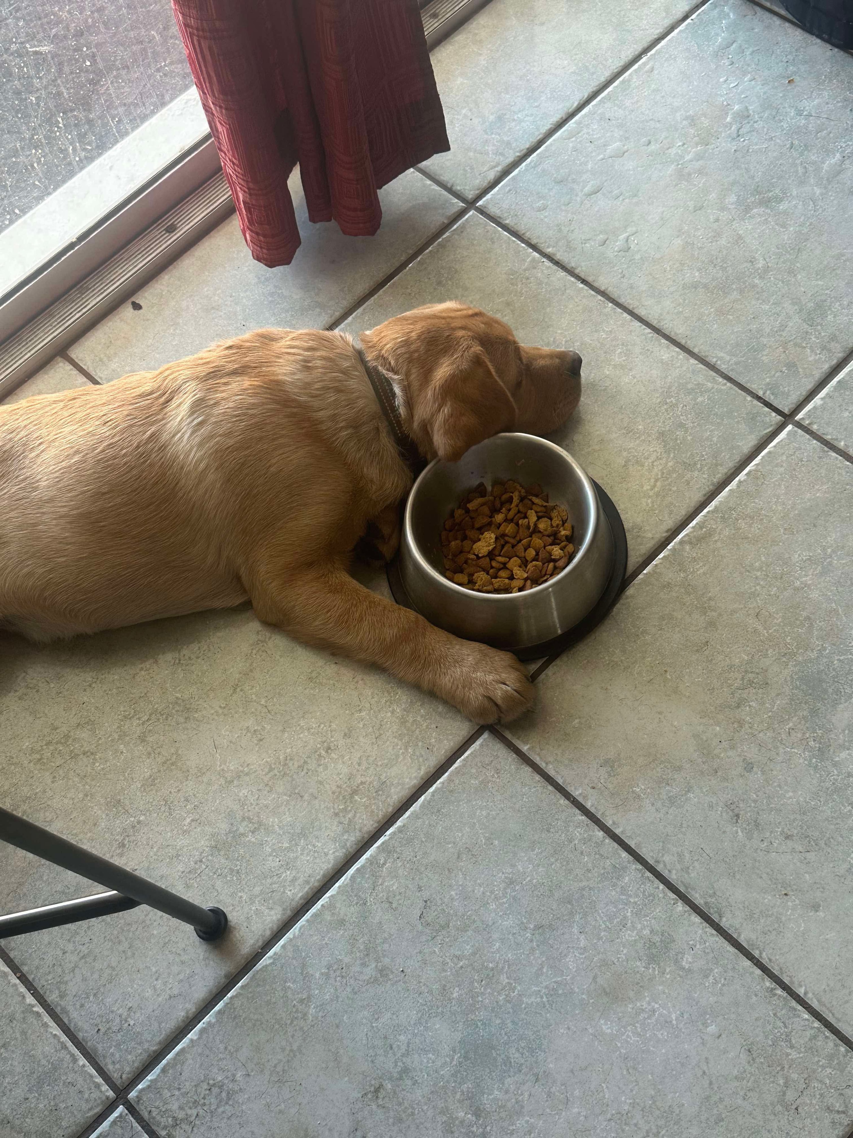Past R&J Labrador with food bowl