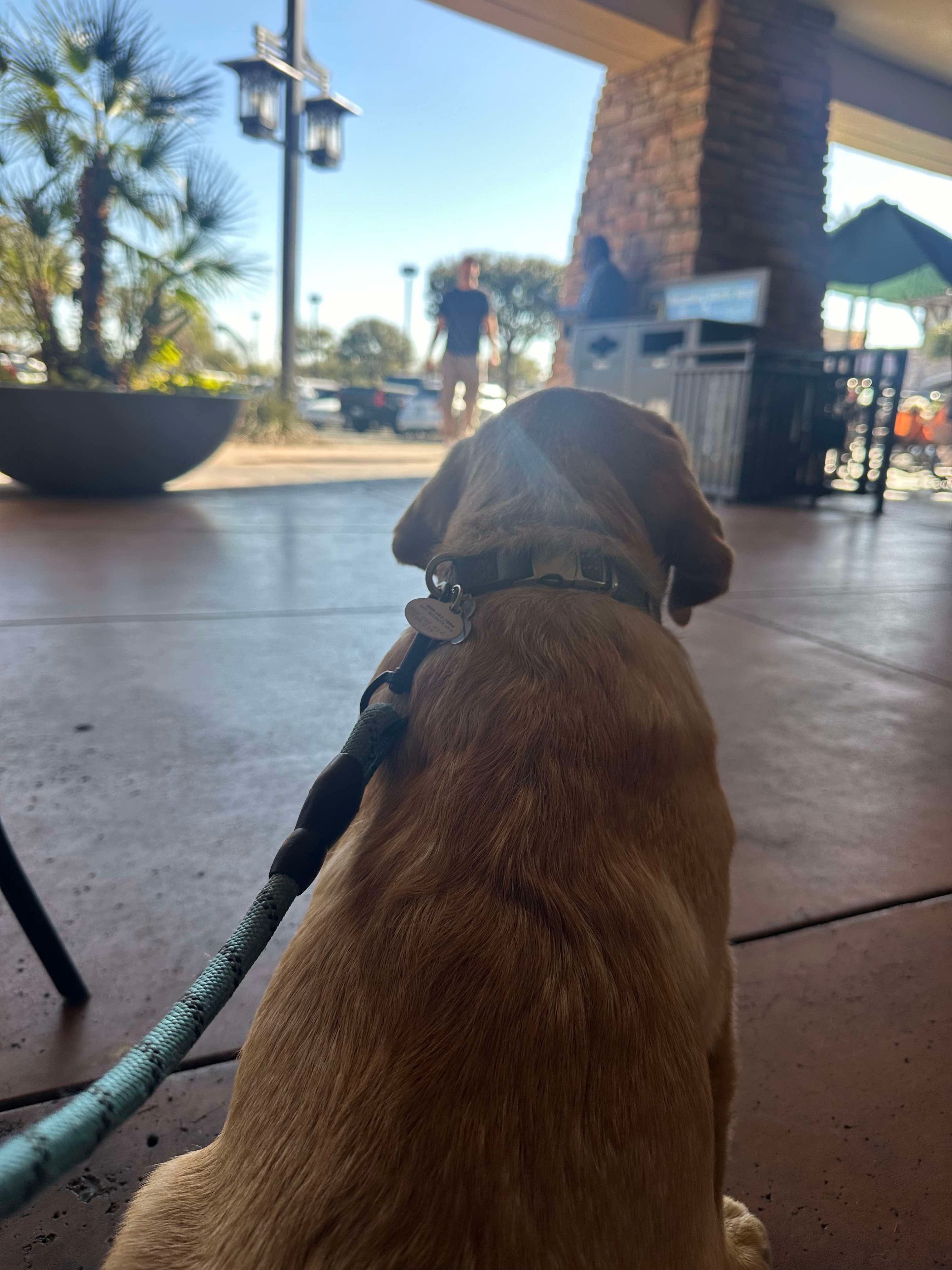 Past R&J Labrador at outdoor plaza