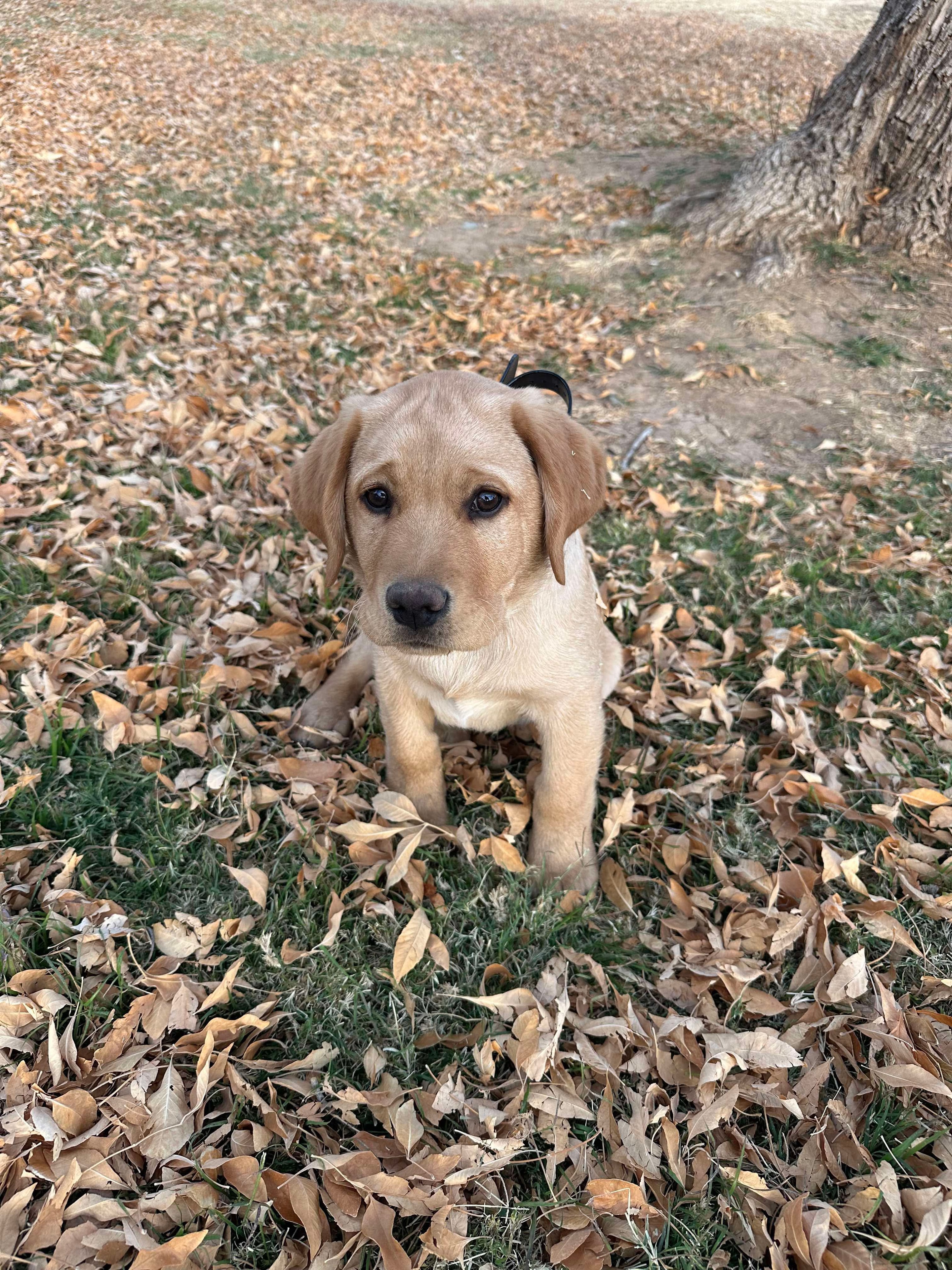 Past R&J Labrador puppy in fall leaves