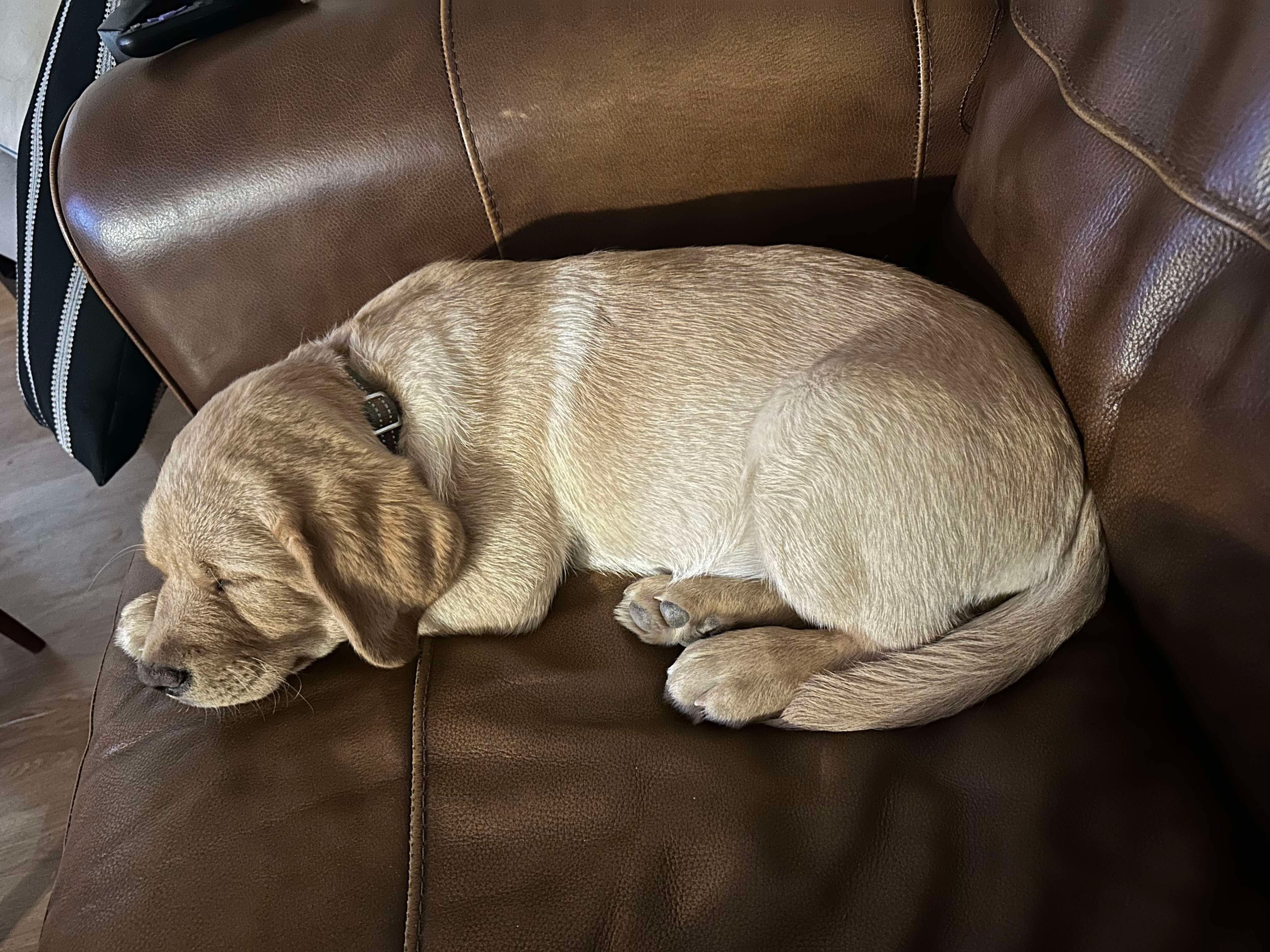 Past R&J Labrador puppy sleeping on chair