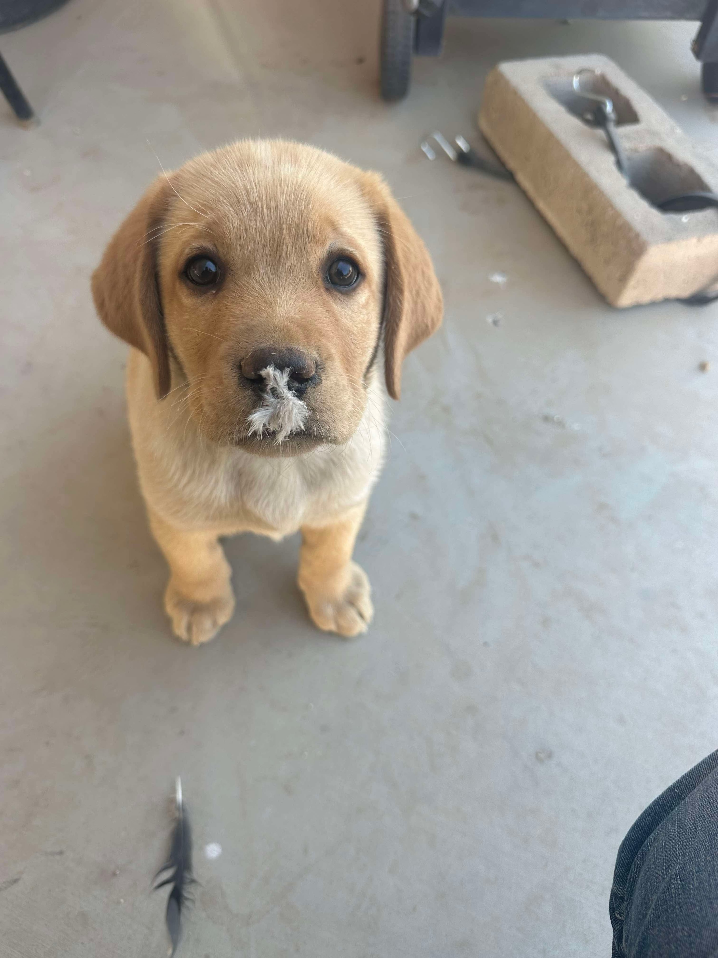 Past R&J Labrador puppy sitting indoors