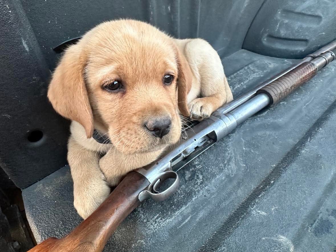 Past R&J Labrador puppy in truck