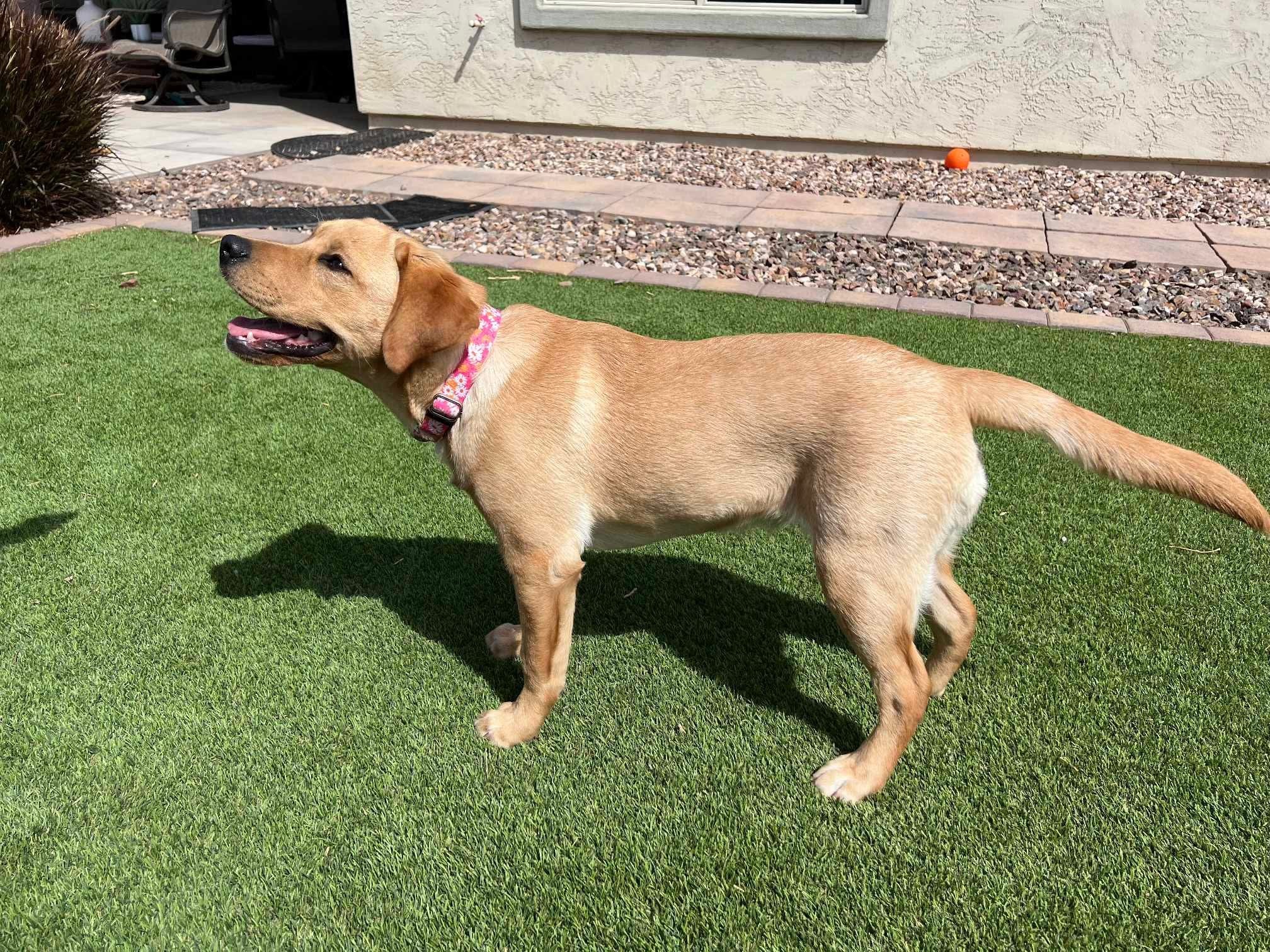 Past R&J Labrador puppy on turf yard