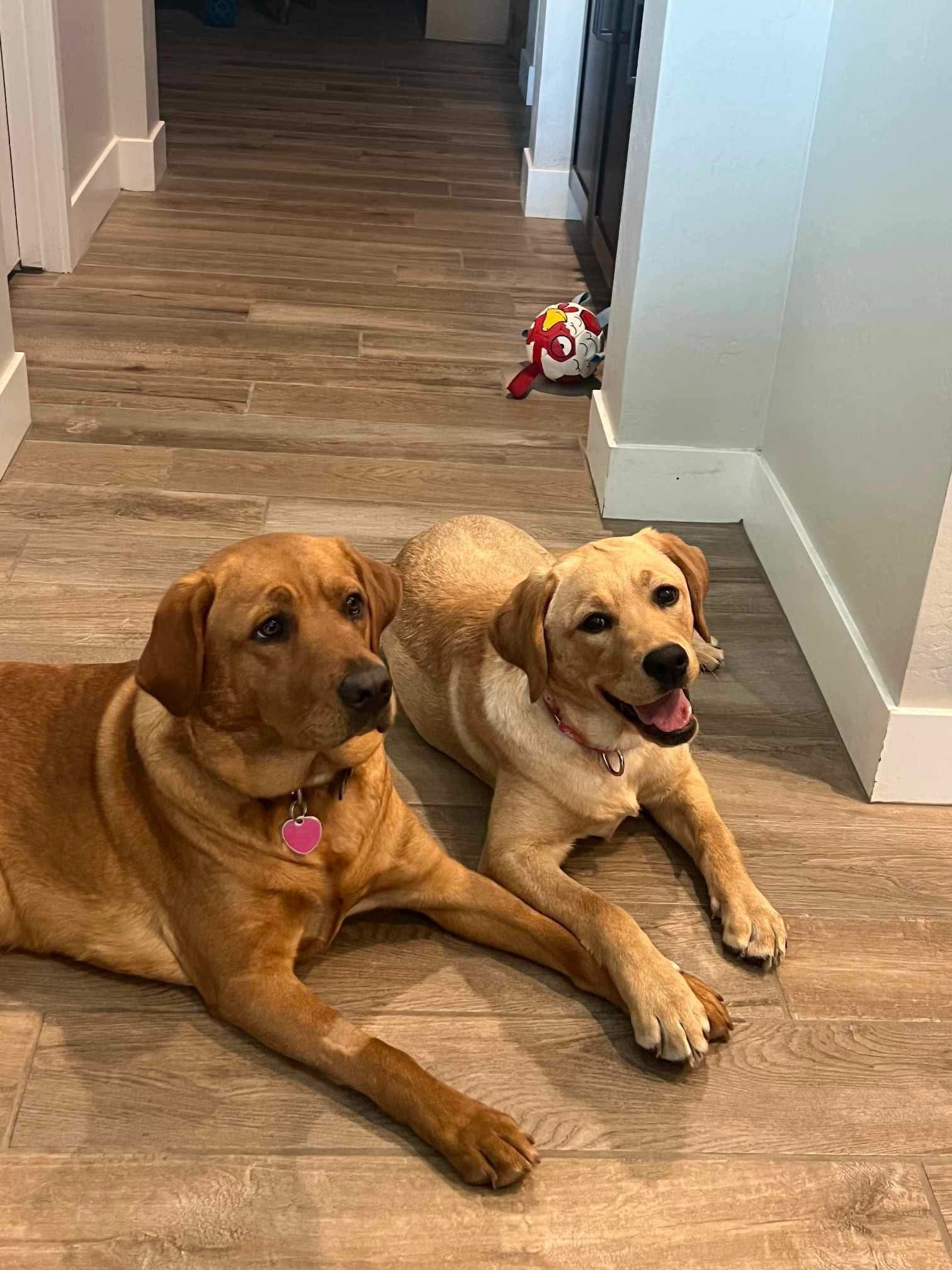 Past R&J Labradors together indoors