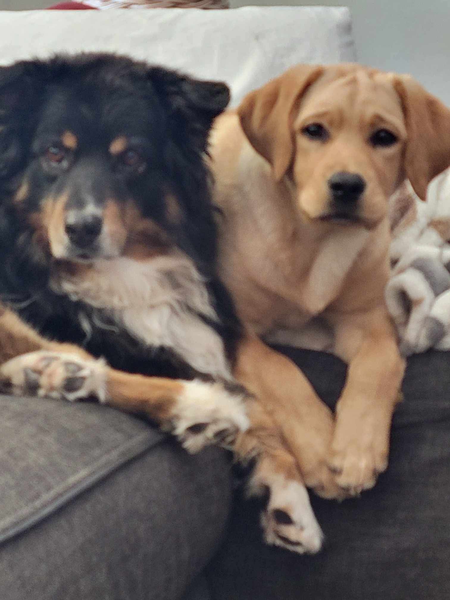 Past R&J Labrador puppy with another dog on couch