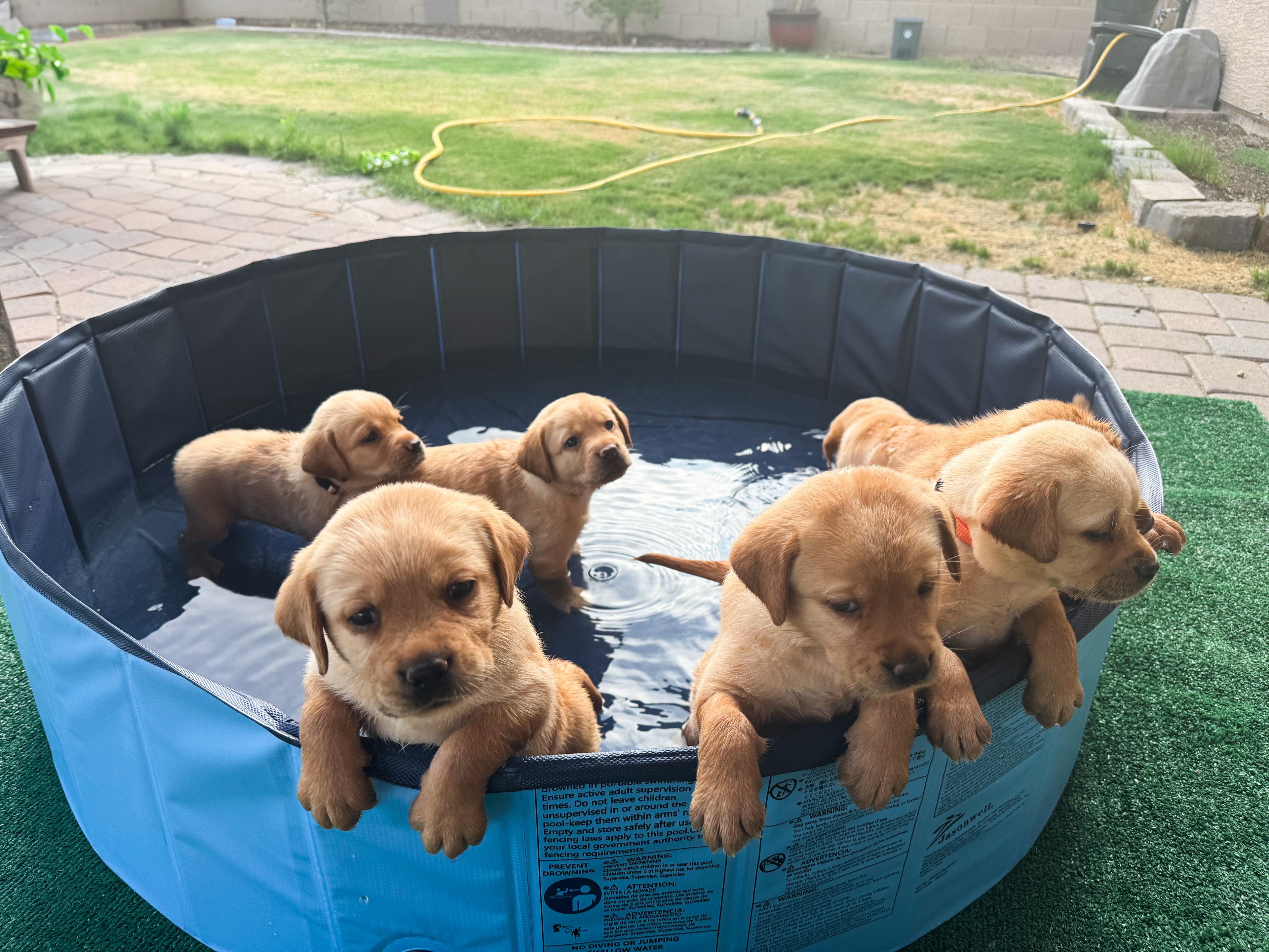 Past R&J Labrador puppies in pool