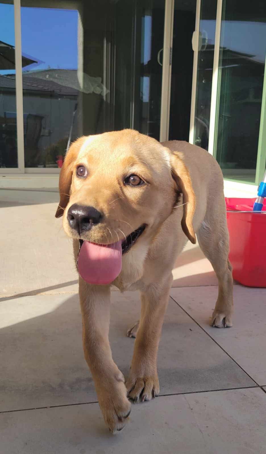 Past R&J Labrador puppy on patio