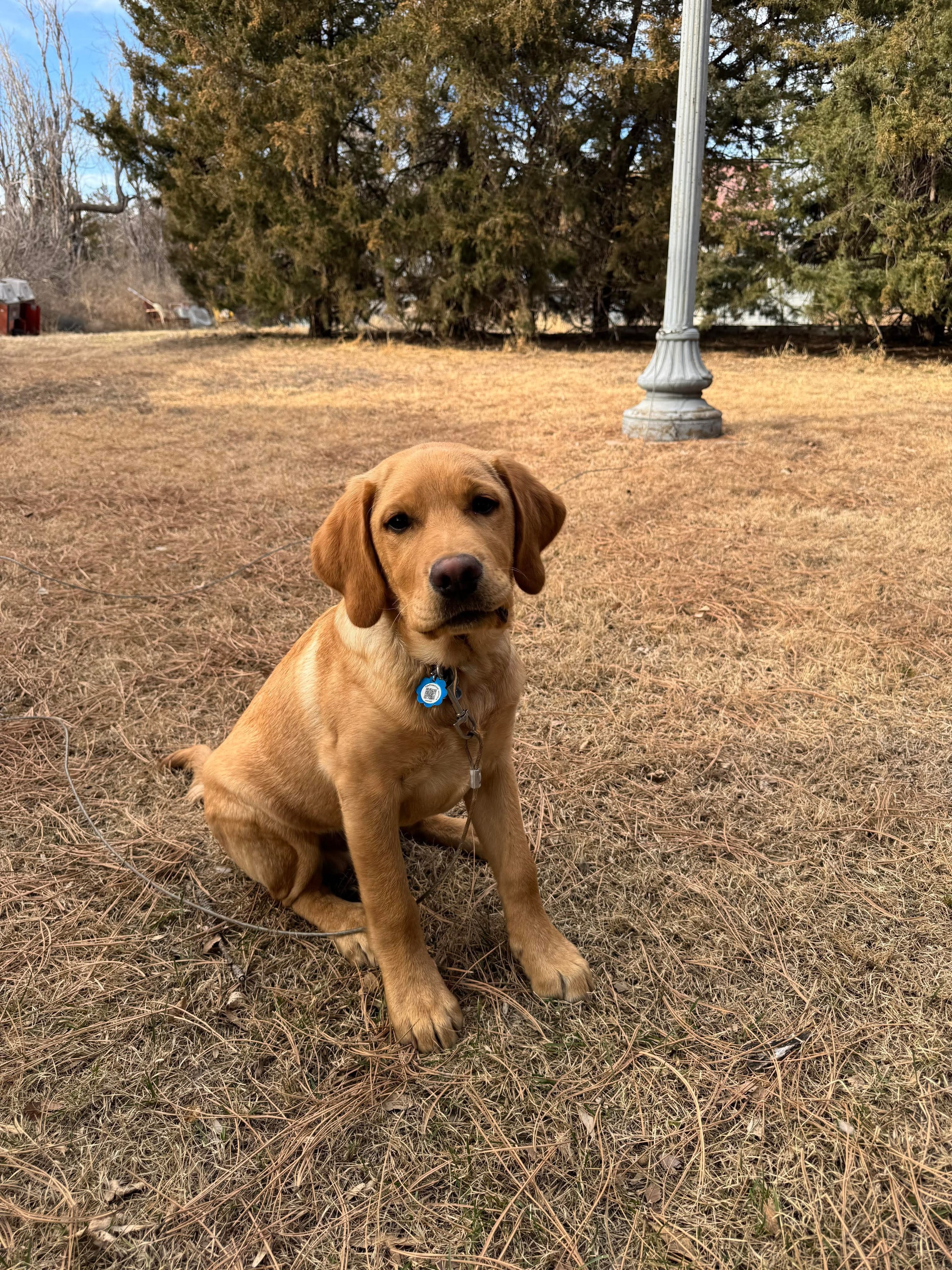 Past R&J Labrador puppy sitting in yard