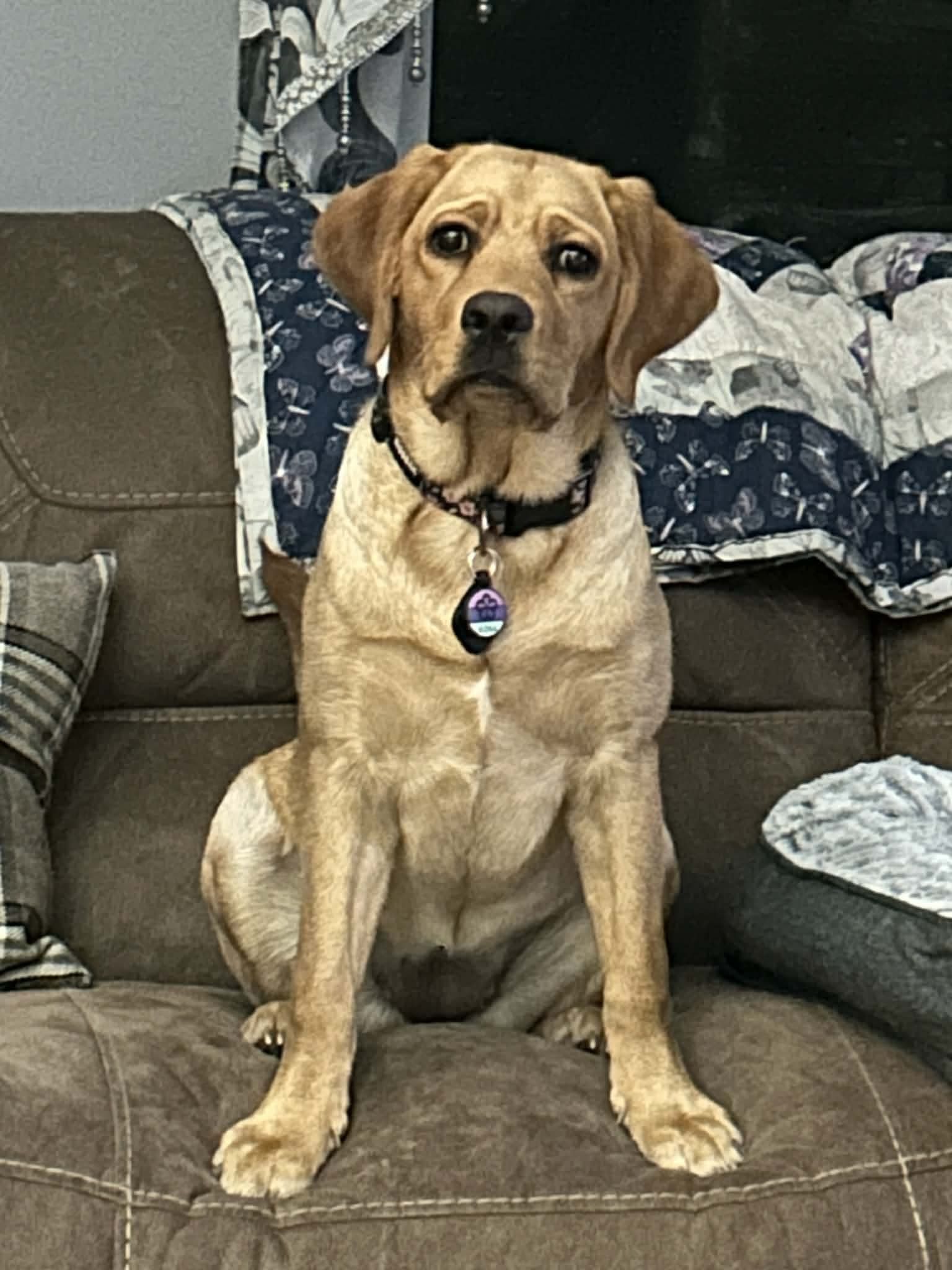 Past R&J Labrador sitting on couch