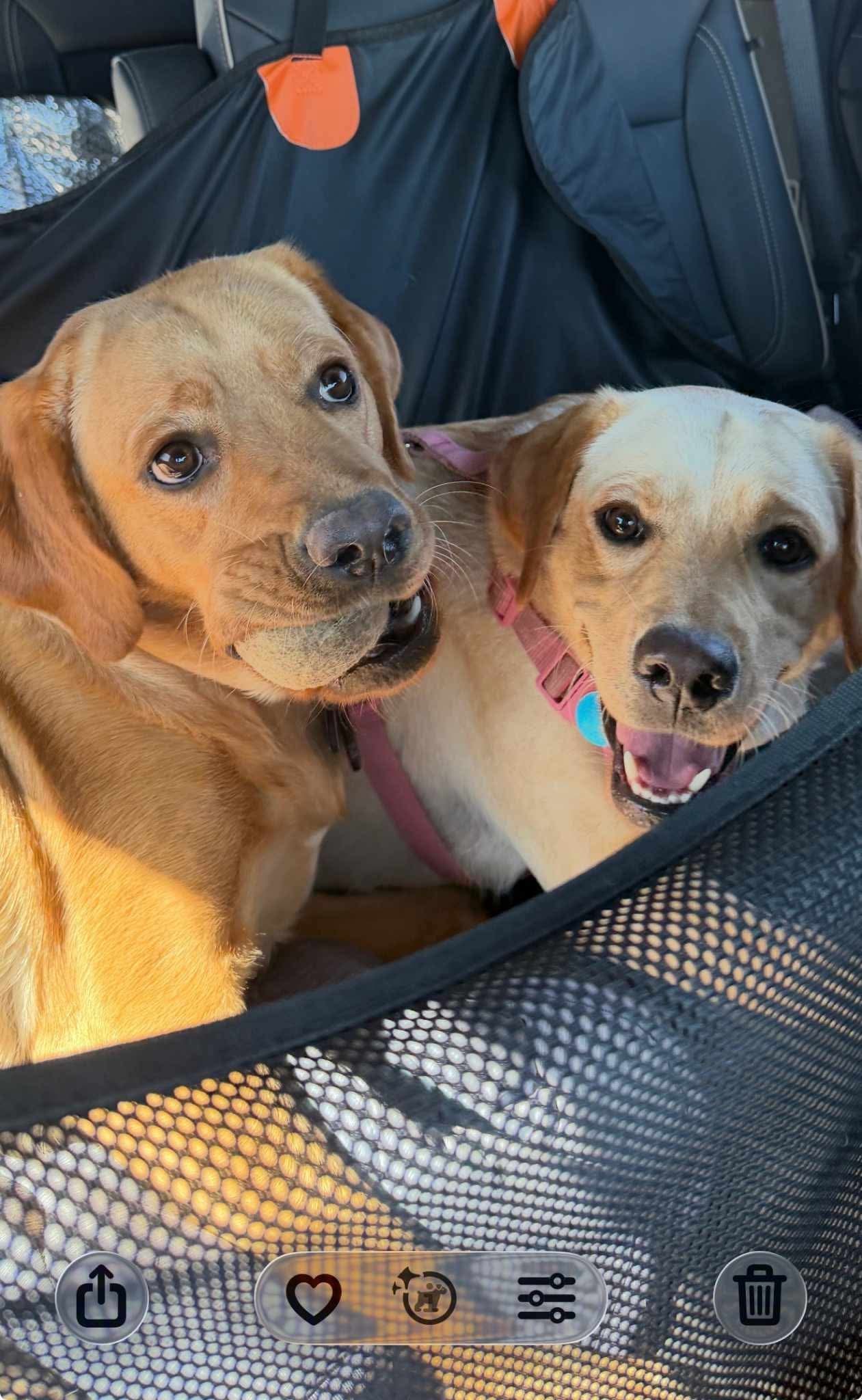 Two past R&J Labradors together in car