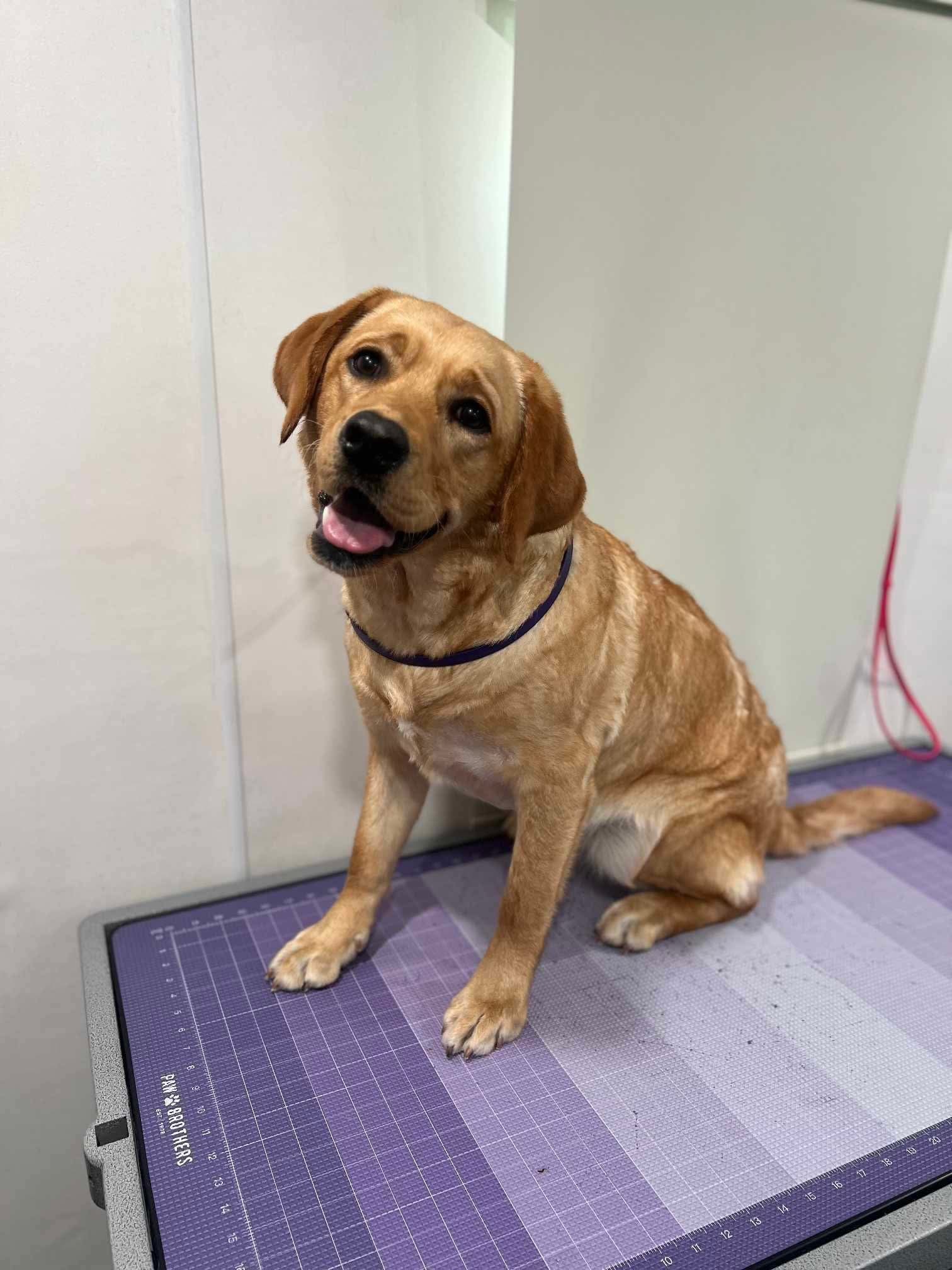 Past R&J Labrador wearing pink bandana indoors