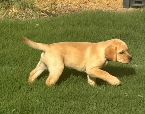 Past R&J Labrador puppy in service harness outdoors