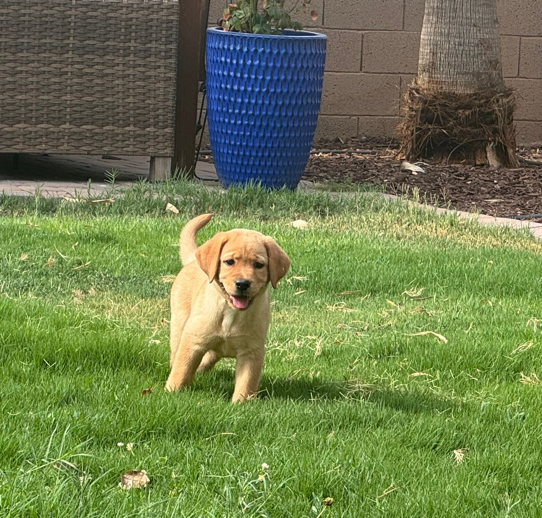 Past R&J Labrador puppy running on grass
