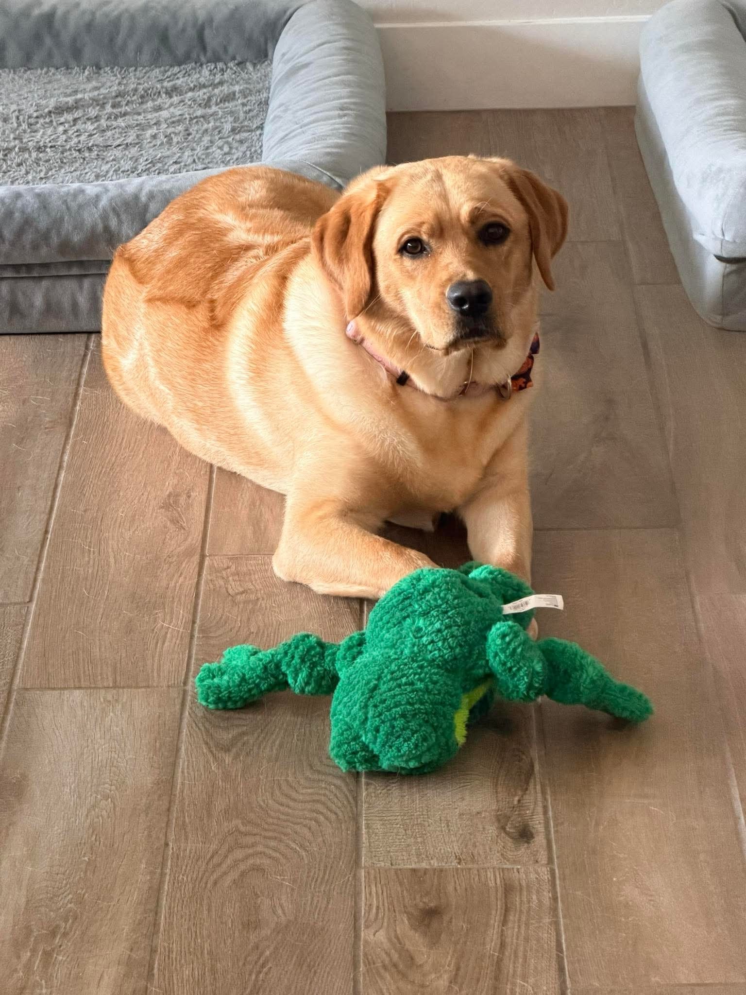 Past R&J Labrador with green toy
