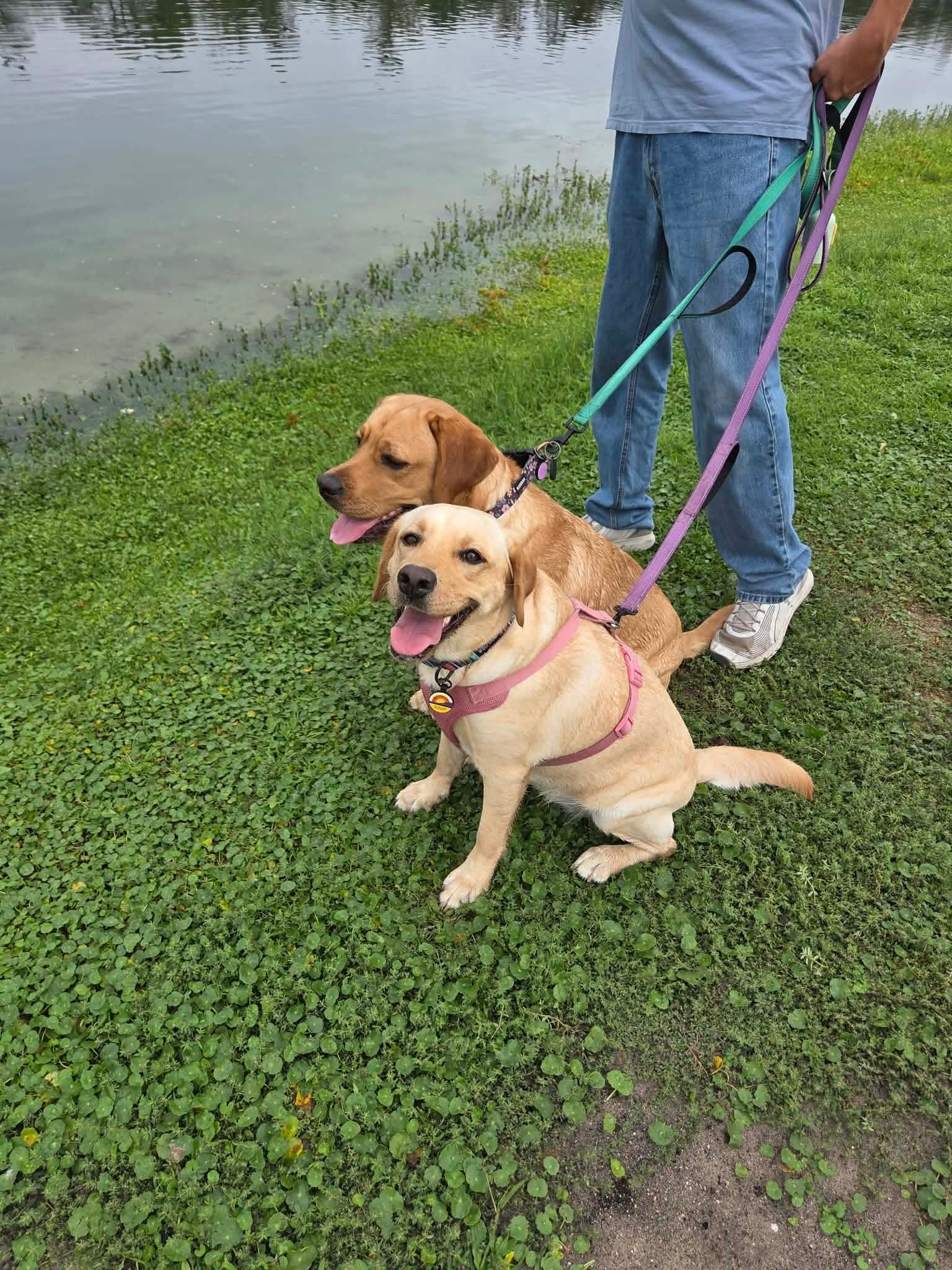 Past R&J Labrador puppy zooming on grass