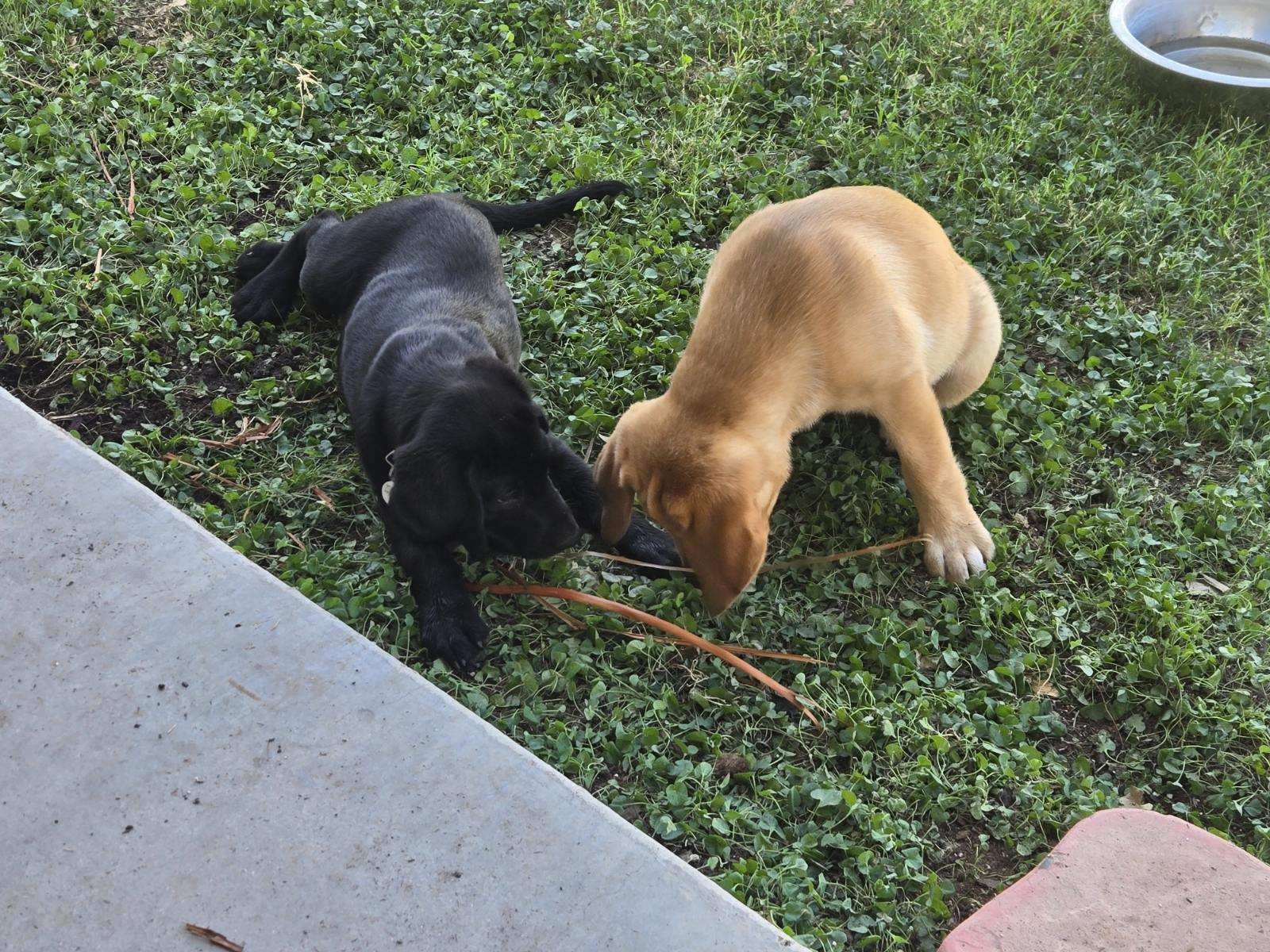 Past R&J Labrador puppies playing