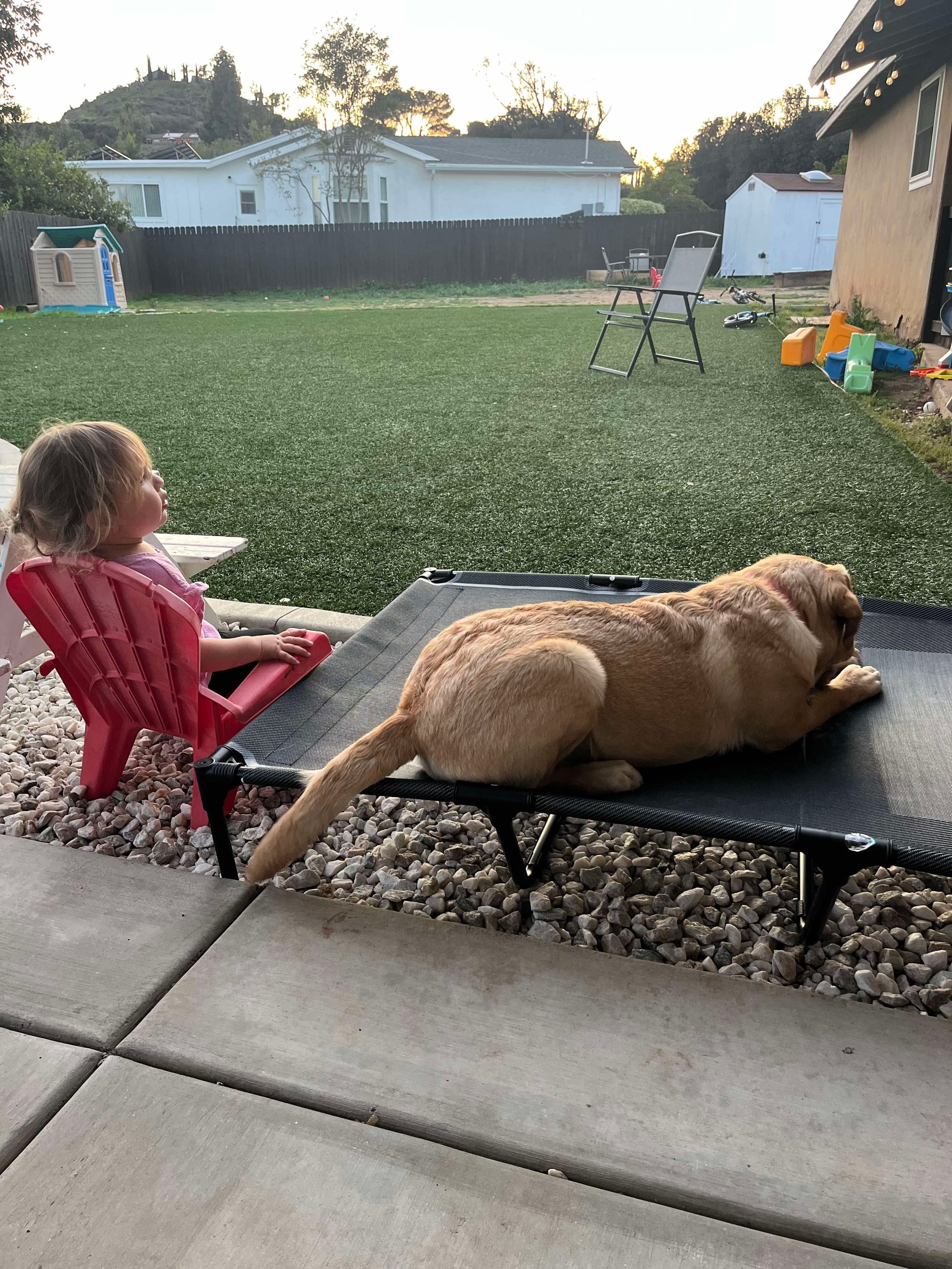 Past R&J Labrador puppy with child