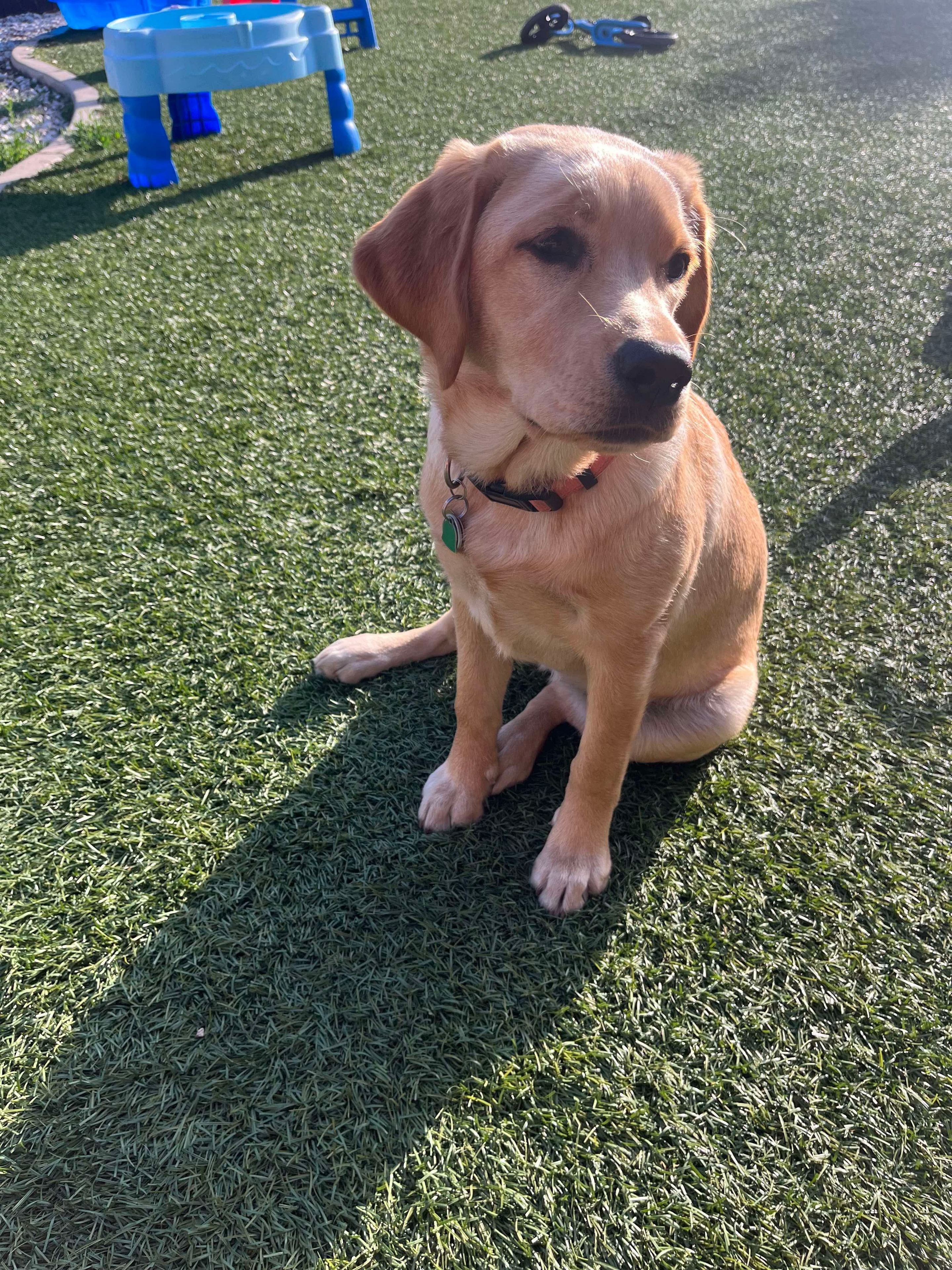 Past R&J Labrador on turf